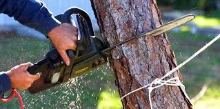 Best Tree Health Inspection  in Wallace, ID