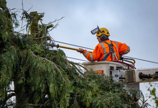 Best Utility Line Clearance  in Wallace, ID