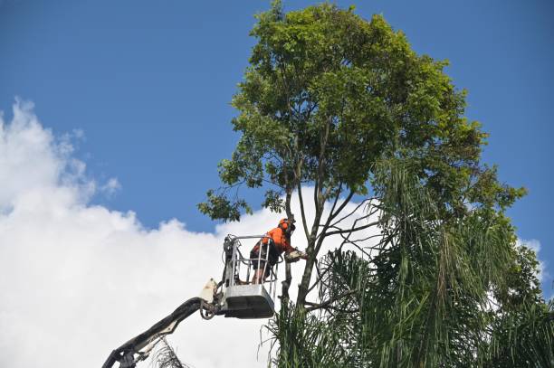 Best Tree Risk Assessment  in Wallace, ID