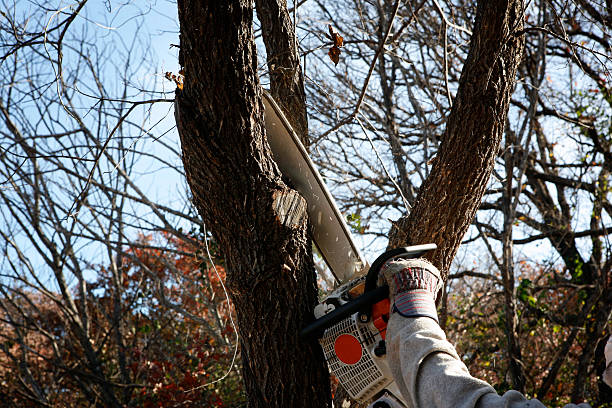 Best Pest Control for Lawns  in Wallace, ID